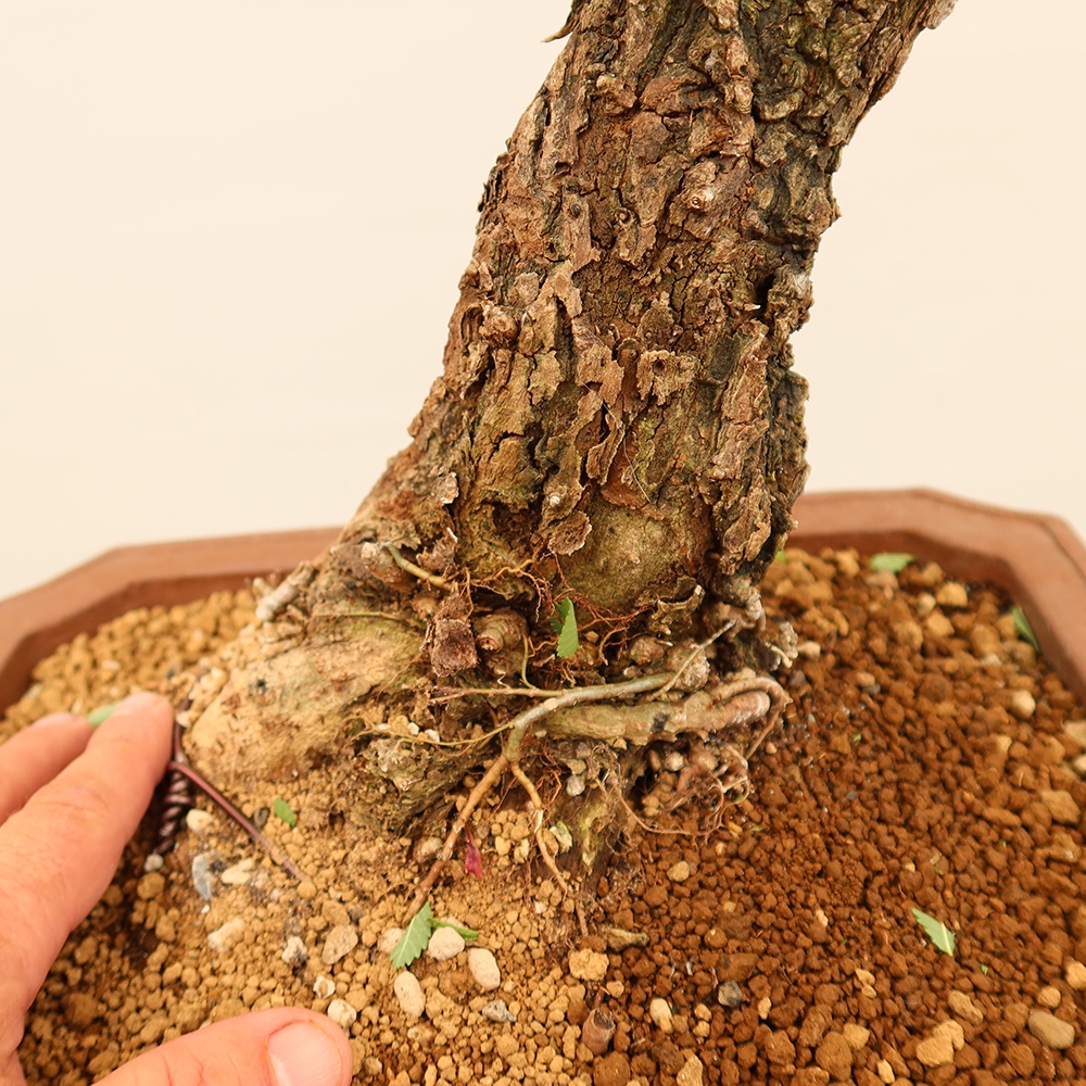 Bonsai voor buiten - Zelkova - Zelkova NIRE