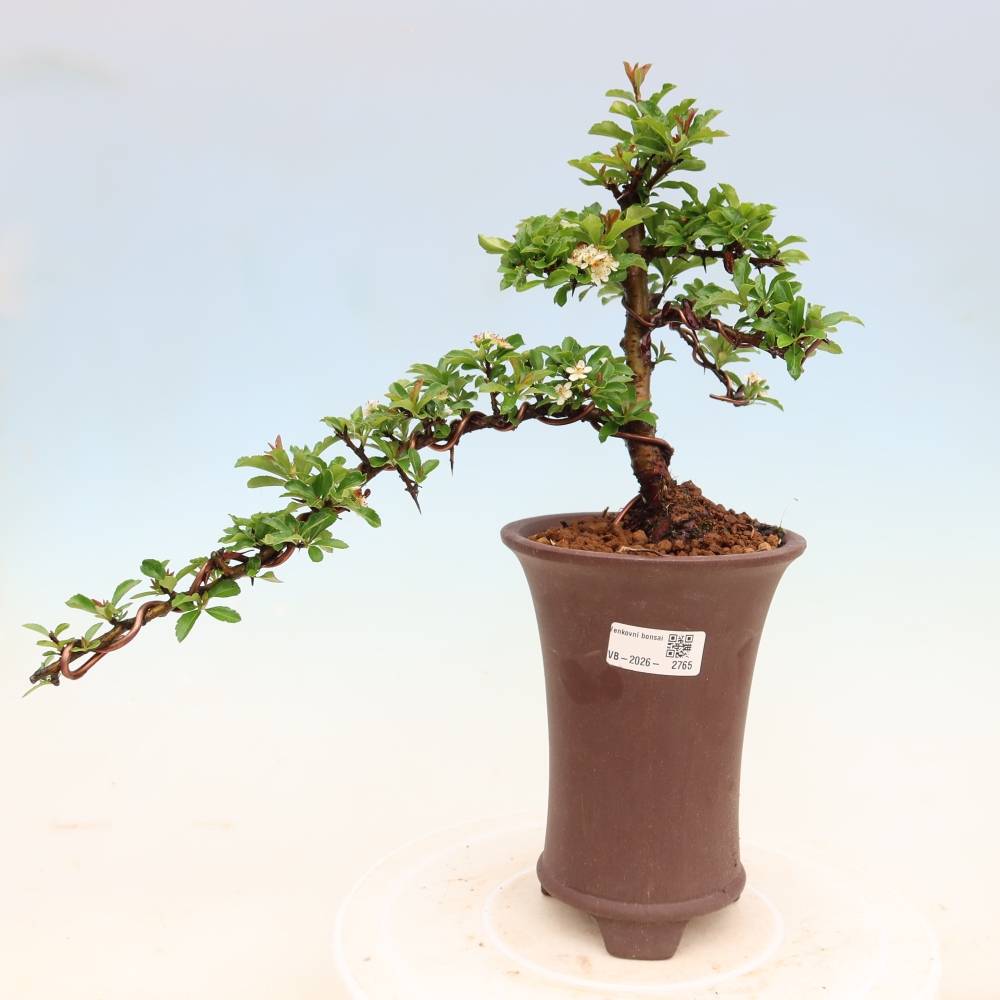 Buitenbonsai - Pyracantha teton - Vuurdoorn