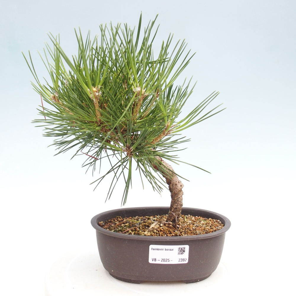 Bonsai voor buiten - Pinus thunbergii - Thunberg den