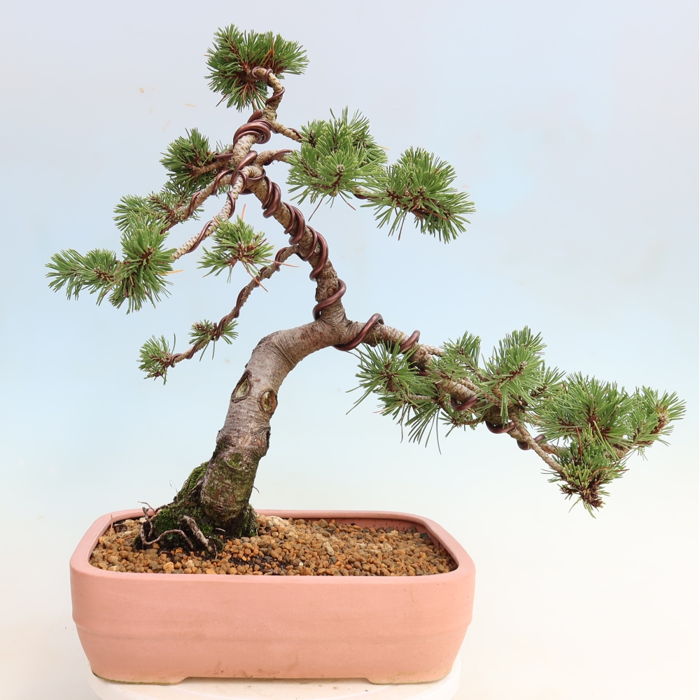 Bonsai voor buiten - Pinus mugo Humpy  - Bergden