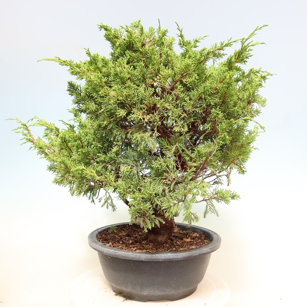 Bonsai voor buiten - Juniperus chinensis Itoigawa-Juniperus chinensis