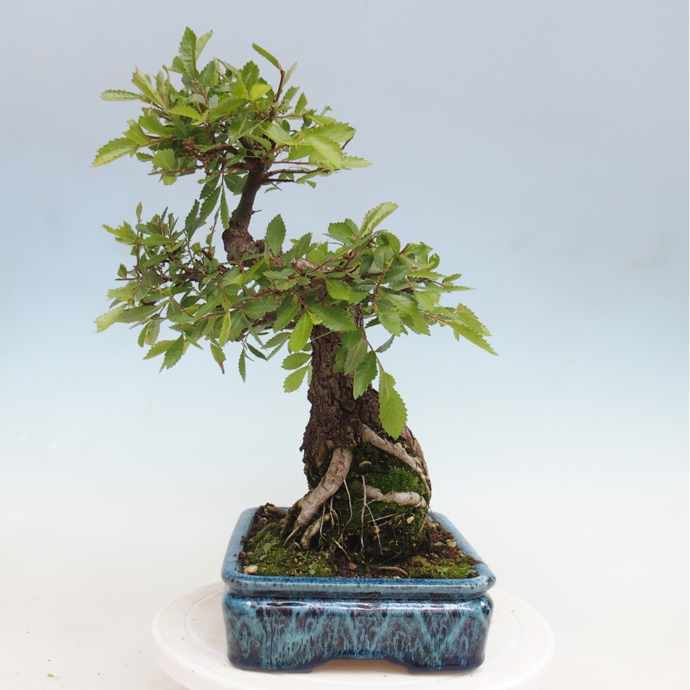 Bonsai voor buiten - Zelkova - Zelkova NIRE