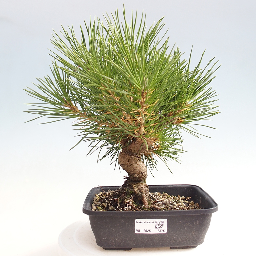 Bonsai voor buiten - Pinus thunbergii - Thunberg den