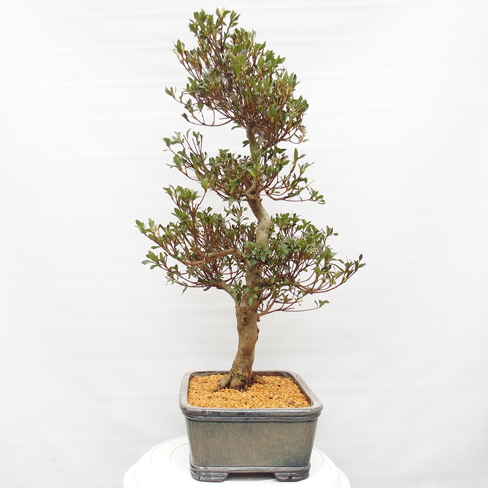Bonsai voor buiten - Japanse Azalea - Azalea Saishun