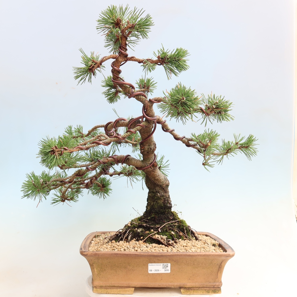Bonsai voor buiten - Pinus mugo Humpy  - Bergden