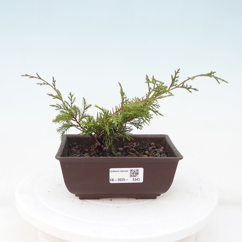 Bonsai voor buiten - Juniperus chinensis Itoigawa