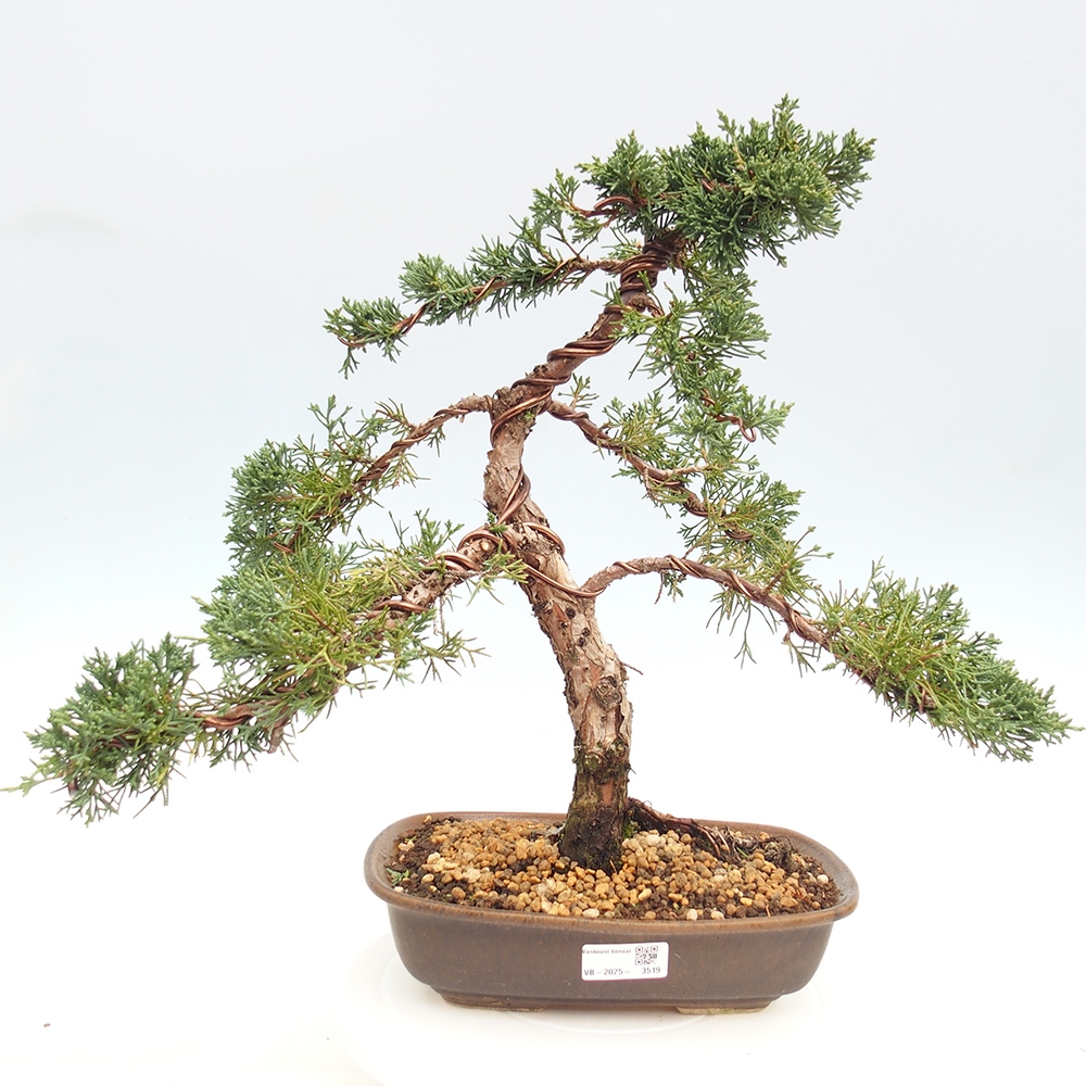 Bonsai voor buiten - Juniperus chinensis Kishu