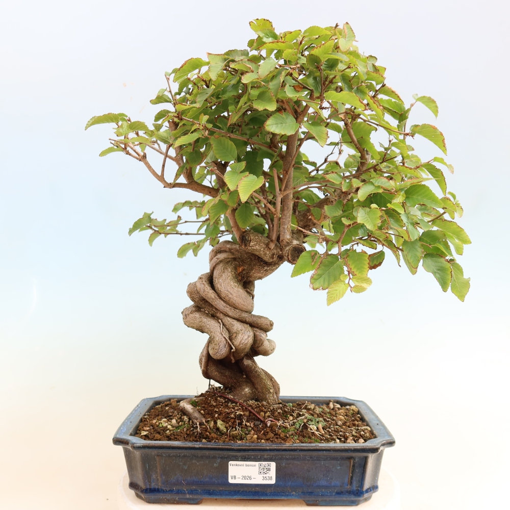 Bonsai voor buiten -Carpinus CARPINOIDES - Koreaanse haagbeuk