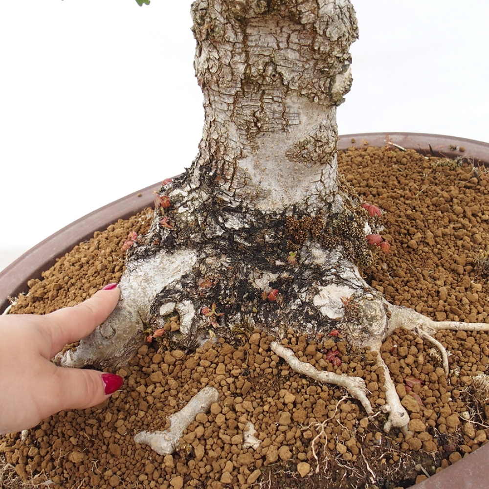 Bonsai voor buiten -Javor babyka - Acer campestre