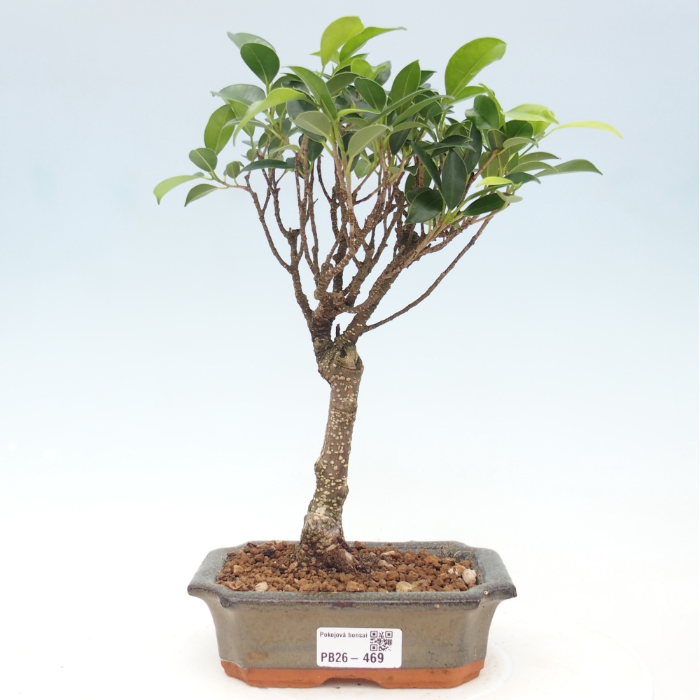 Kamerbonsai - Ficus retusa - kleinbladige ficus