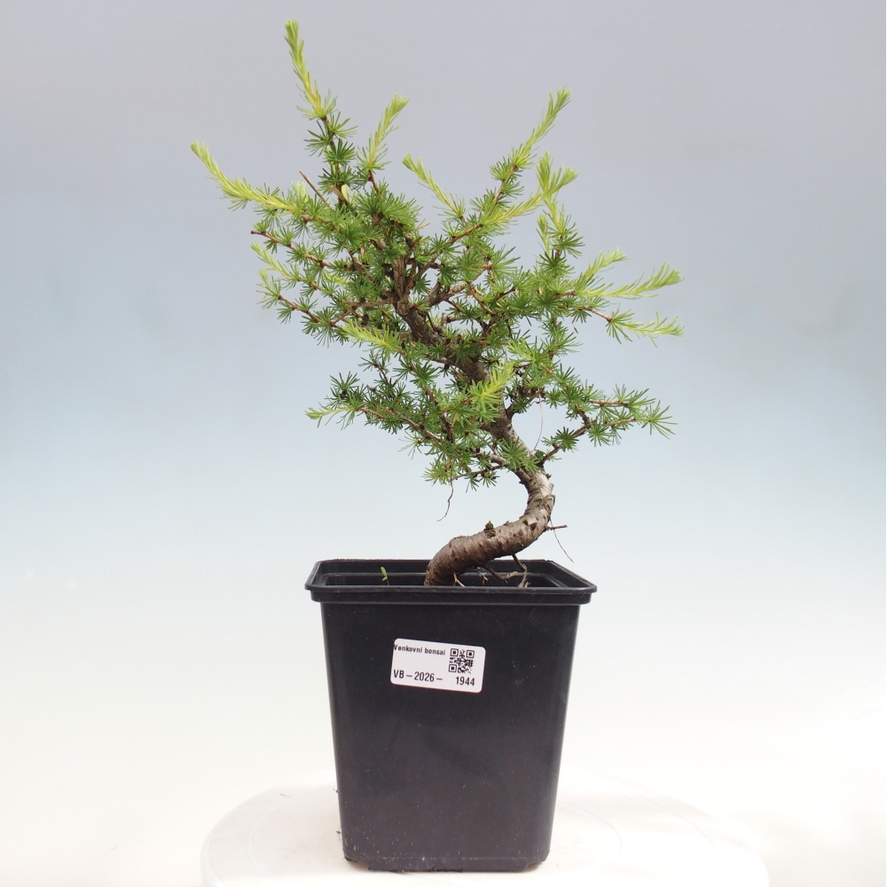 Bonsai voor buiten -Larix decidua - Lariks