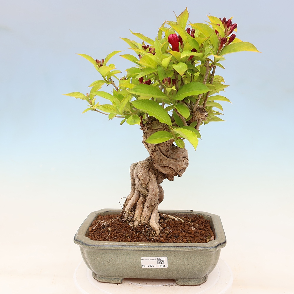 Buitenbonsai - Weigela subsessilis - Koreaanse weigela