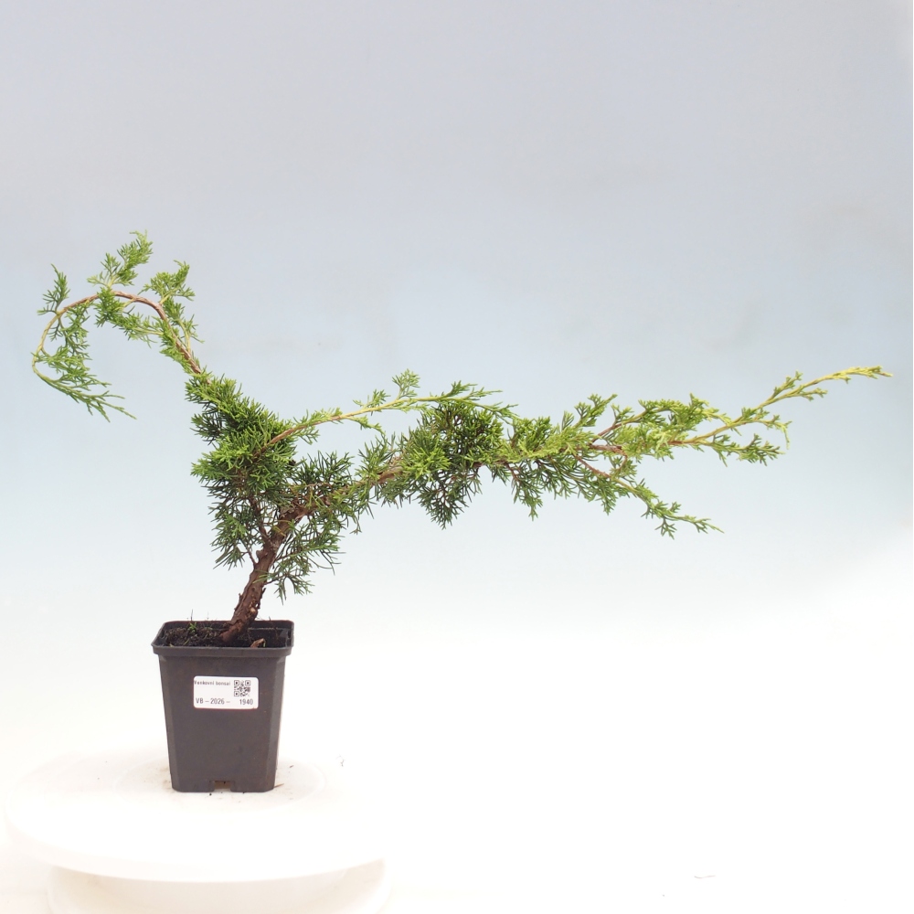 Bonsai voor buiten - Juniperus chinensis Itoigawa