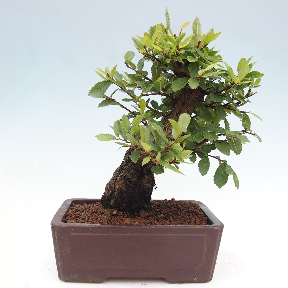 Bonsai voor buiten - Zelkova - Zelkova NIRE