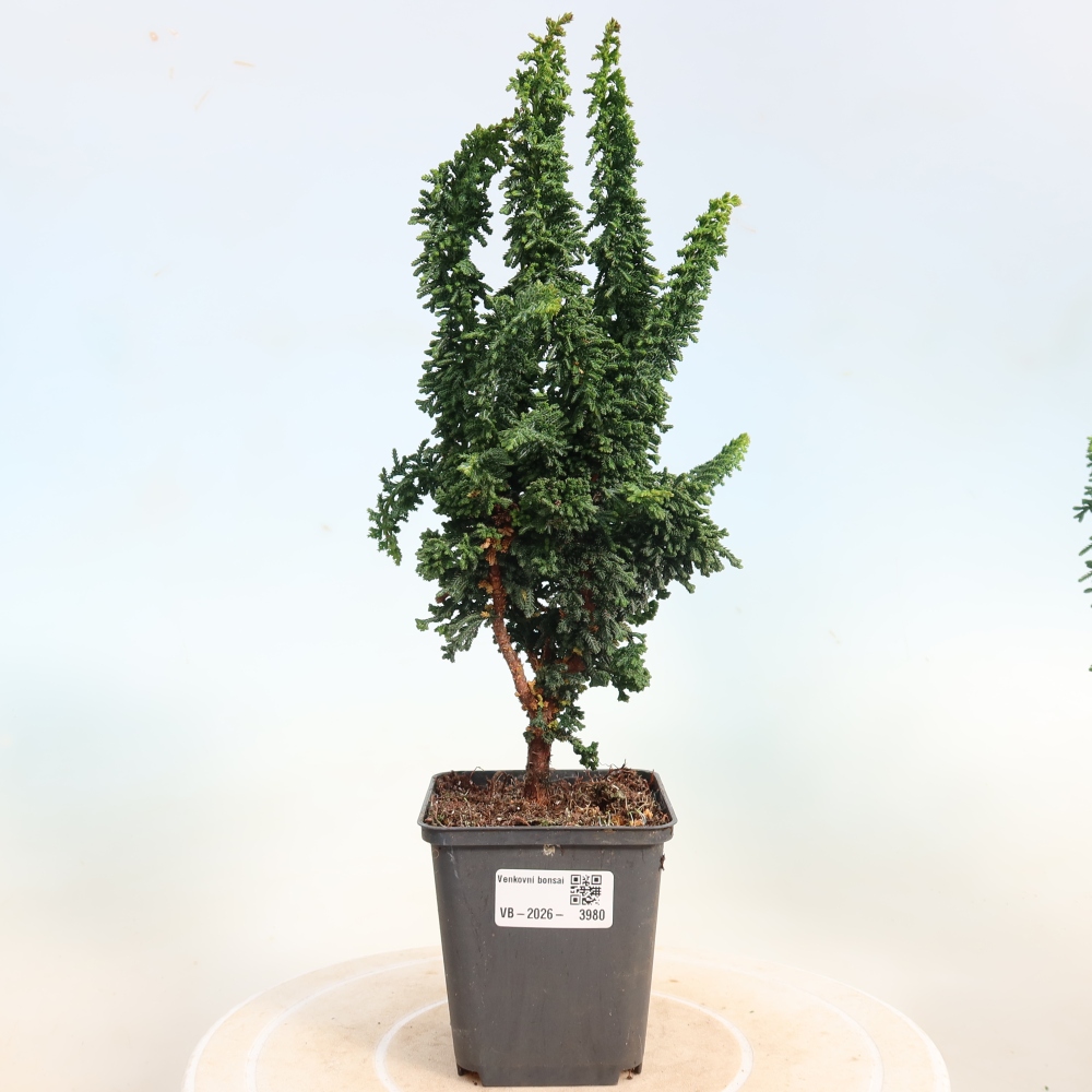 Bonsai voor buiten - Cham. obtusa SEKKA HINOKI - Cipres