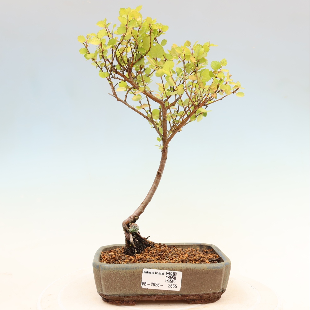 Buitenbonsai - dwergberk - Betula NANA Golden Treasure