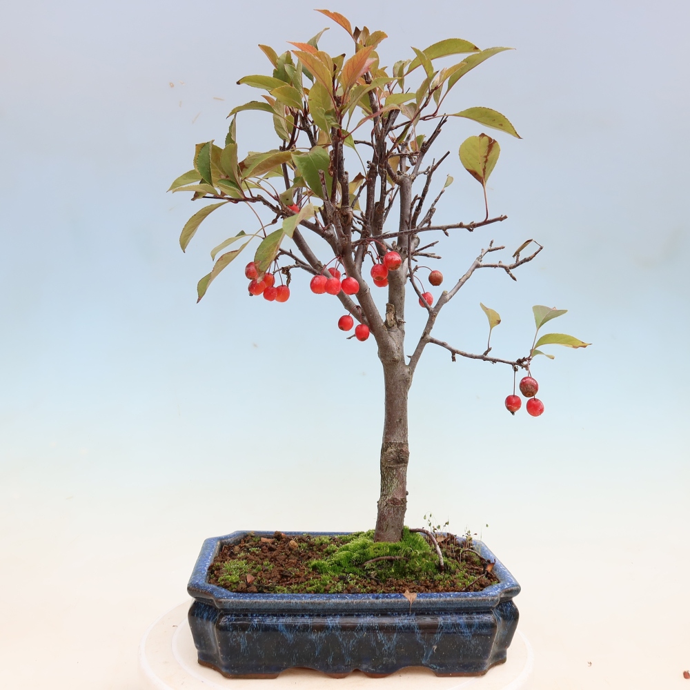 Bonsai voor buiten -Malus domestica - Roodbladige appelboom met kleine vruchten