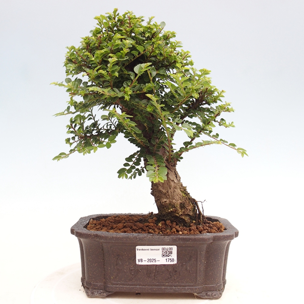 Bonsai voor buiten - Ulmus parvifolia Hokkaido - Chinese iep