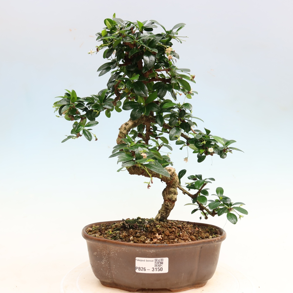 Kamerbonsai - Carmona macrophylla - Thee fuki