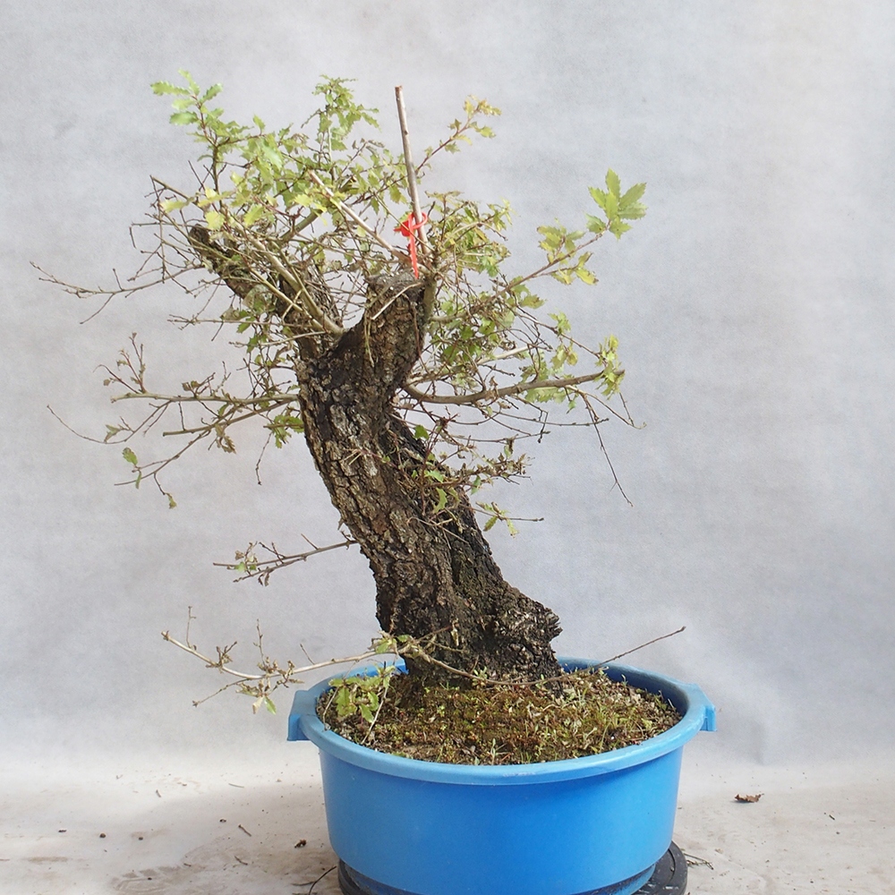 Buiten bonsai Quercus Cerris - Eik Cer