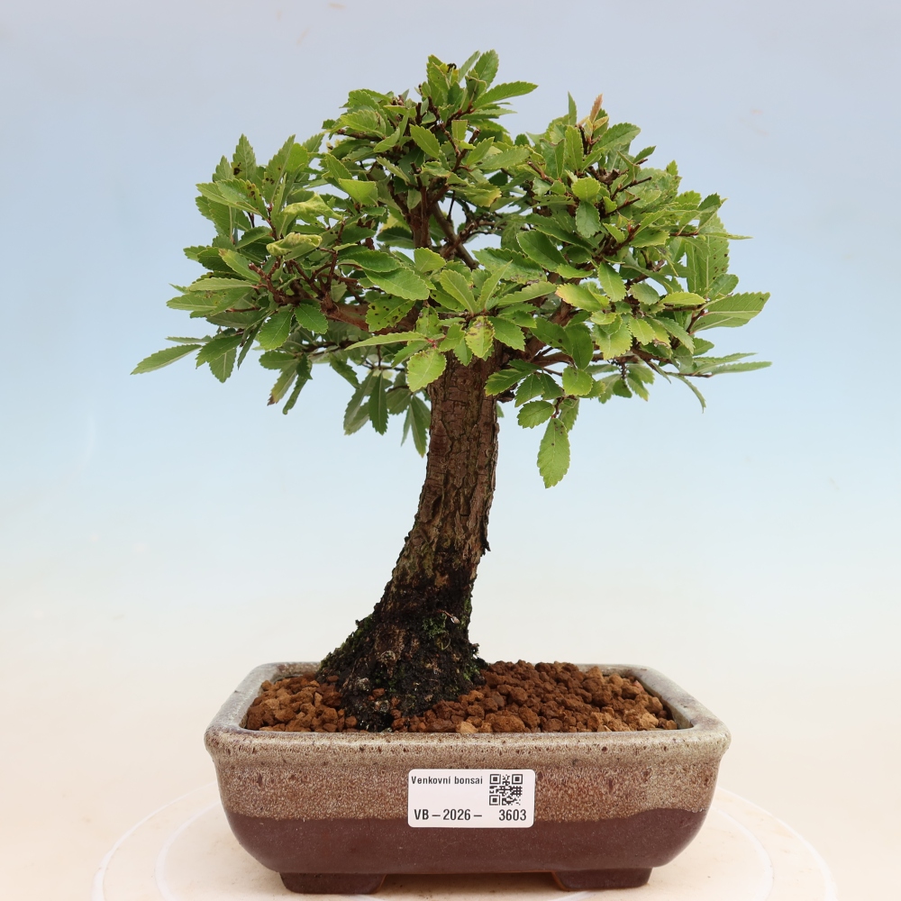 Bonsai voor buiten - Zelkova - Zelkova NIRE