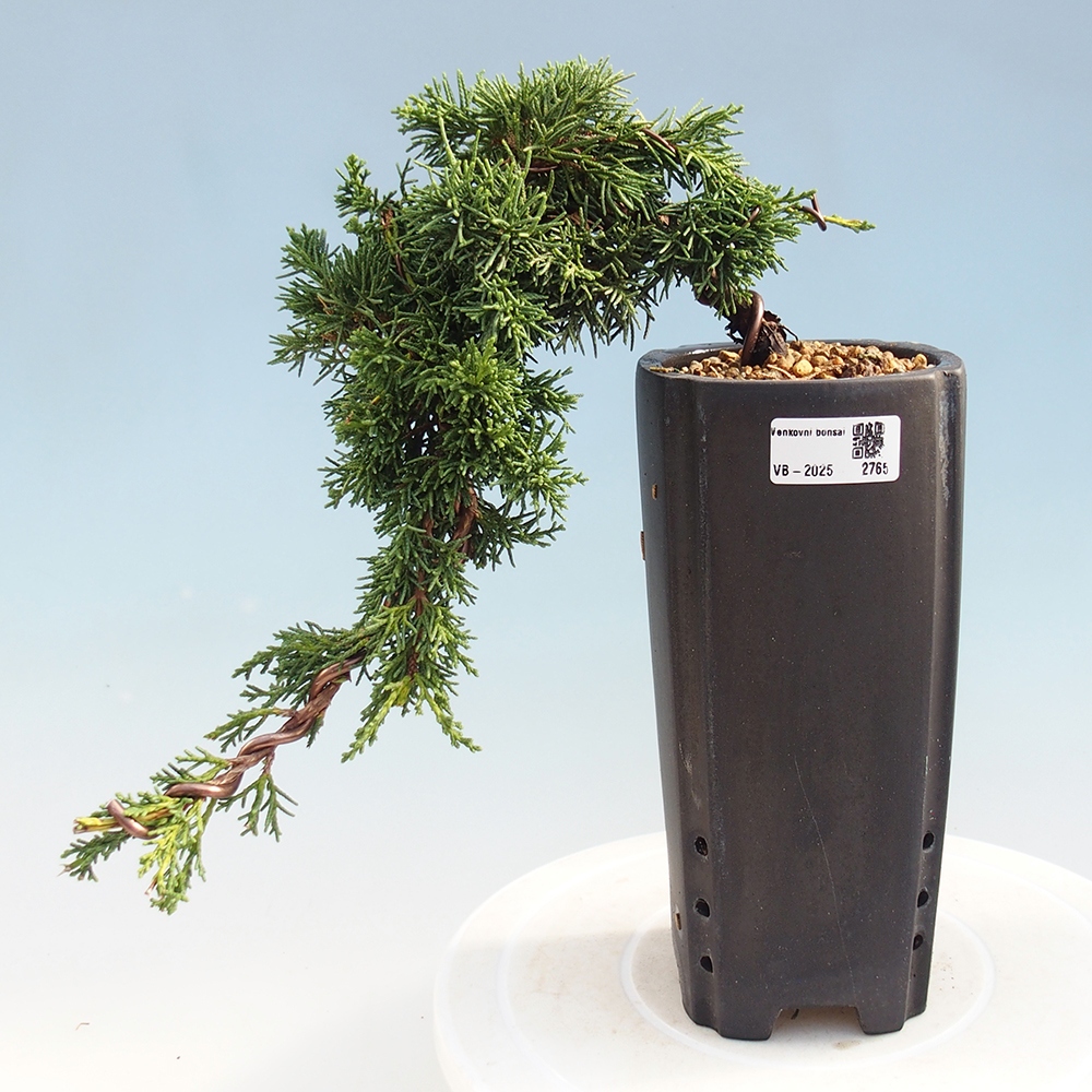 Bonsai voor buiten - Juniperus chinensis Kishu
