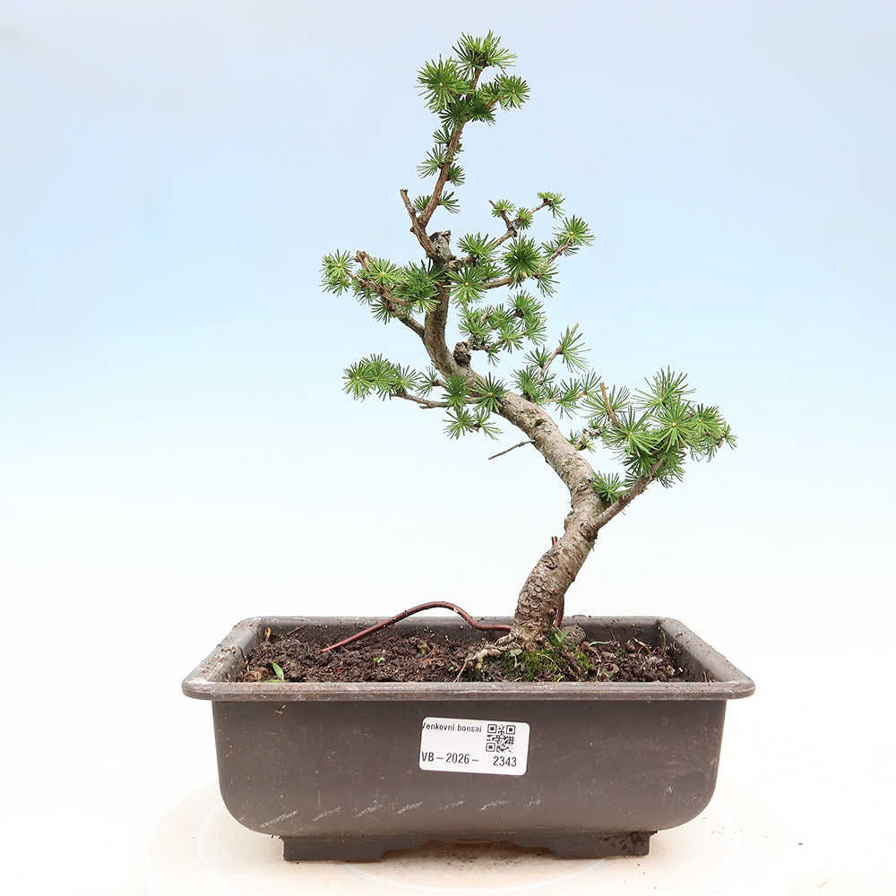 Bonsai voor buiten -Larix decidua - Lariks