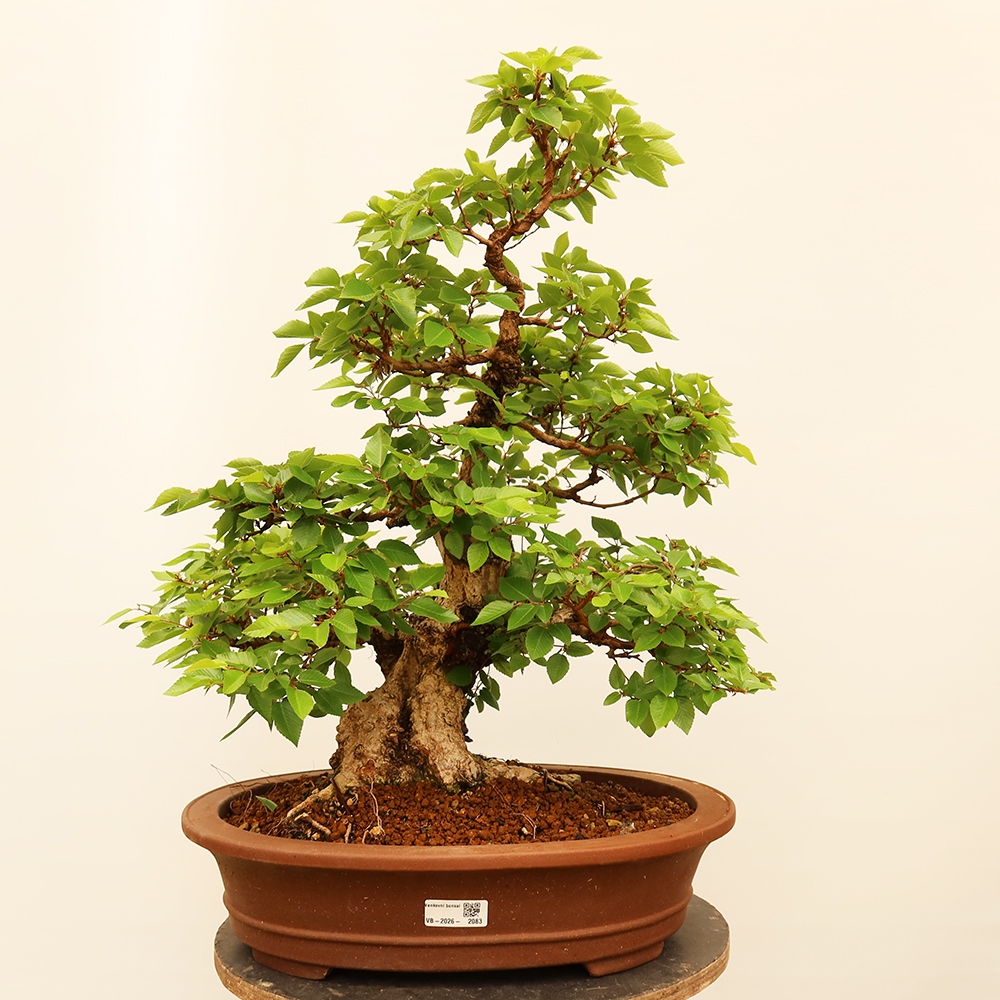 Bonsai voor buiten -Carpinus Coreana - Koreaanse haagbeuk