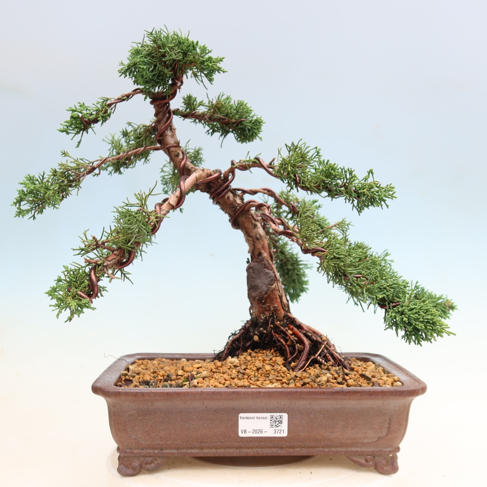 Bonsai voor buiten - Juniperus chinensis Kishu