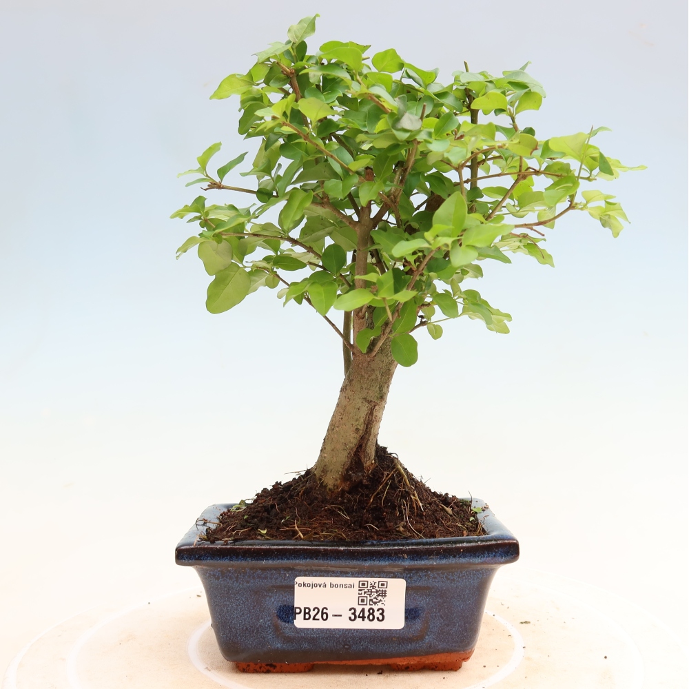 Kamerbonsai -Ligustrum chinensis - Vogelsnavel