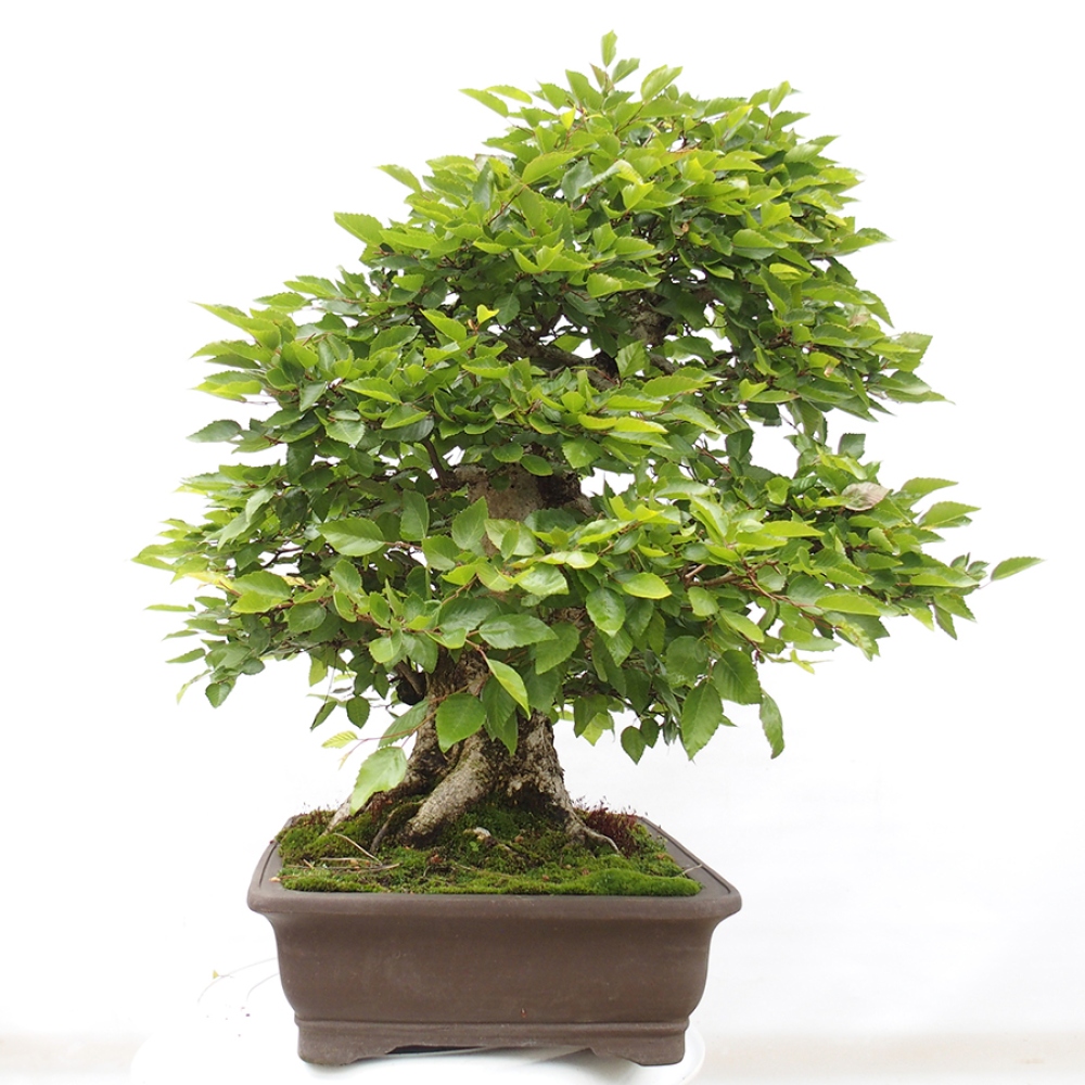 Bonsai voor buiten -Carpinus CARPINOIDES - Koreaanse haagbeuk