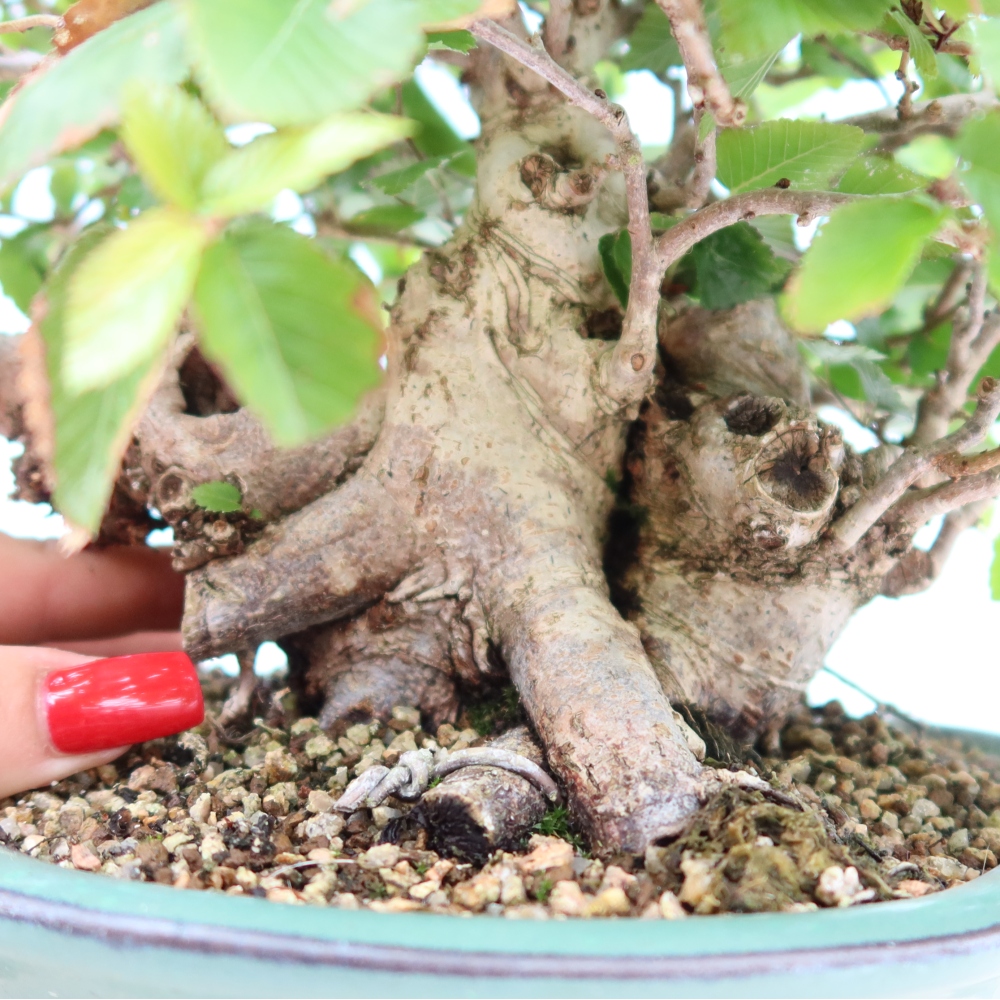 Bonsai voor buiten -Carpinus Coreana - Koreaanse haagbeuk