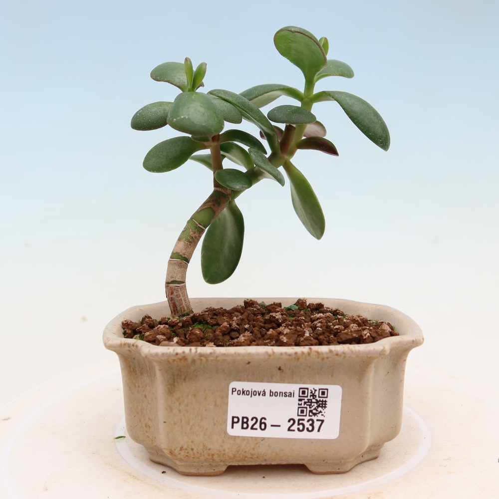 Kamerbonsai - Portulakaria Afra - Tlustice