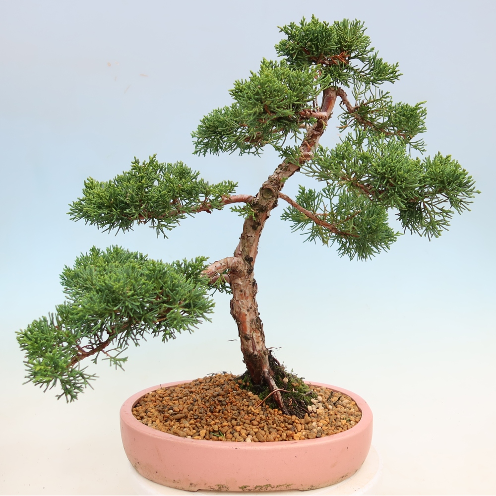 Bonsai voor buiten - Juniperus chinensis Kishu