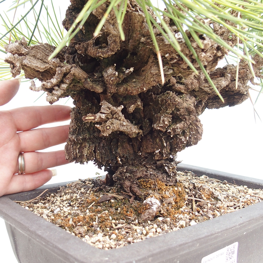 Bonsai voor buiten - Pinus thunbergii - Thunberg den