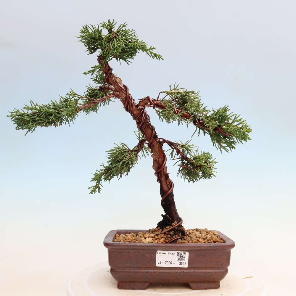 Bonsai voor buiten - Juniperus chinensis Kishu
