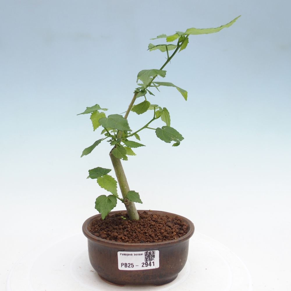 Bonsai voor binnen - Malvaviscus arboreus