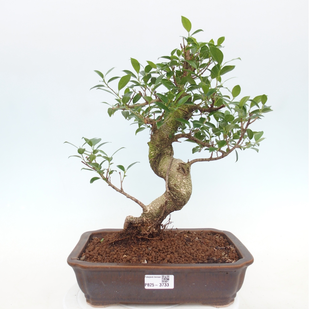 Kamerbonsai - Ficus kimmen - kleinbladige ficus