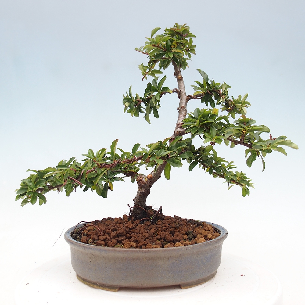 Bonsai-Pyracantha Teton voor buiten -Hlox