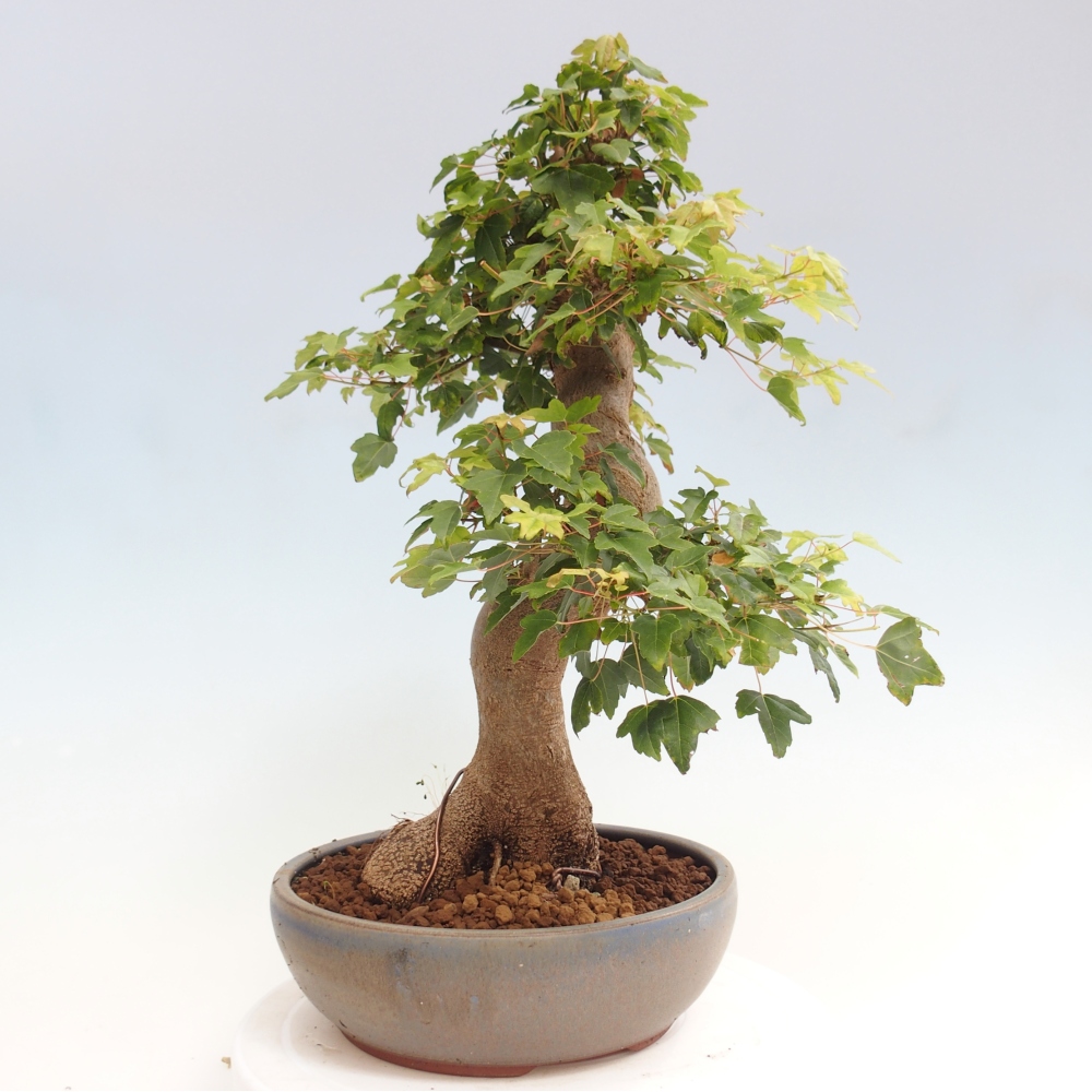 Bonsai voor buiten - Acer Buergerianum - Burgeresdoorn