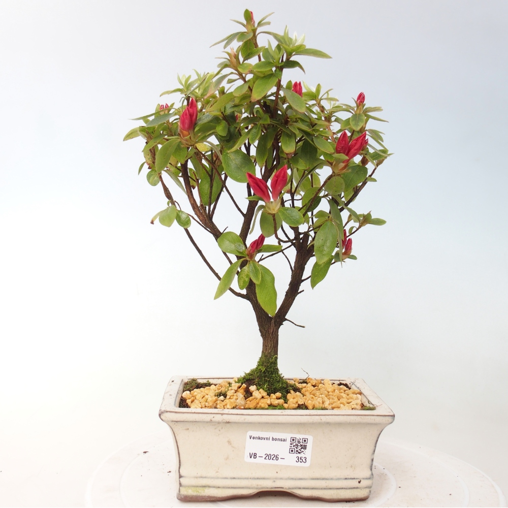 Bonsai voor buiten - Japanse azalea - Azalea sp.