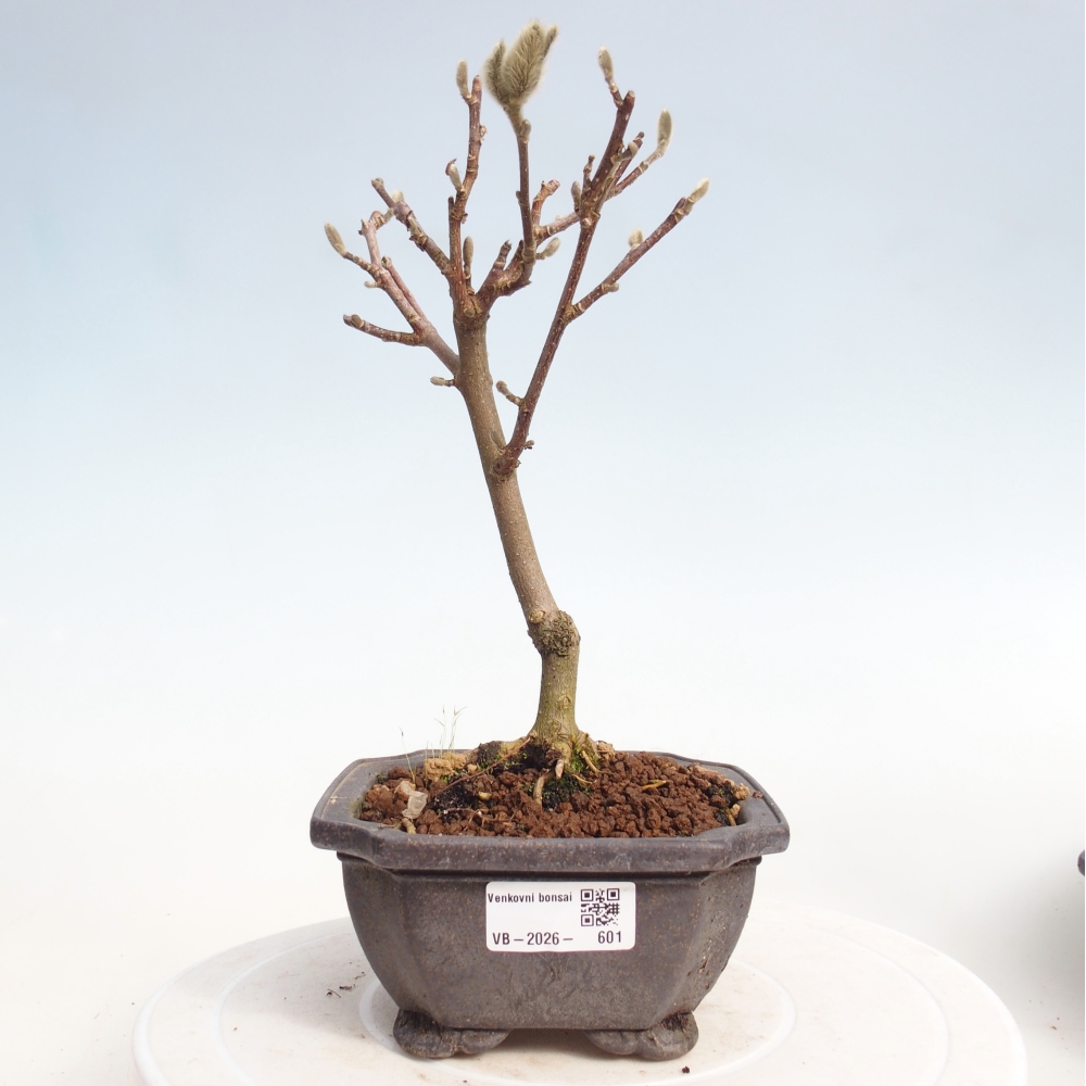 Bonsai voor buiten - Magnolia stellata