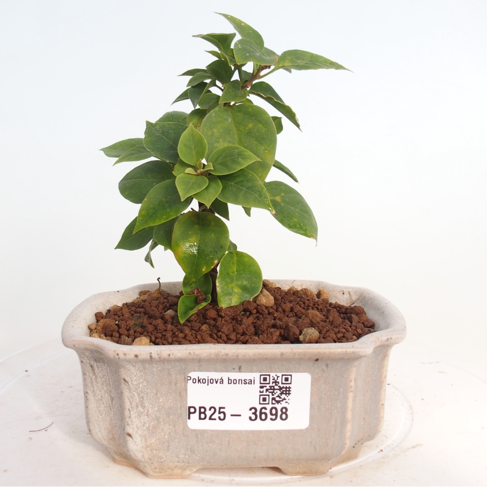 Kamerbonsai - Bouganwilea