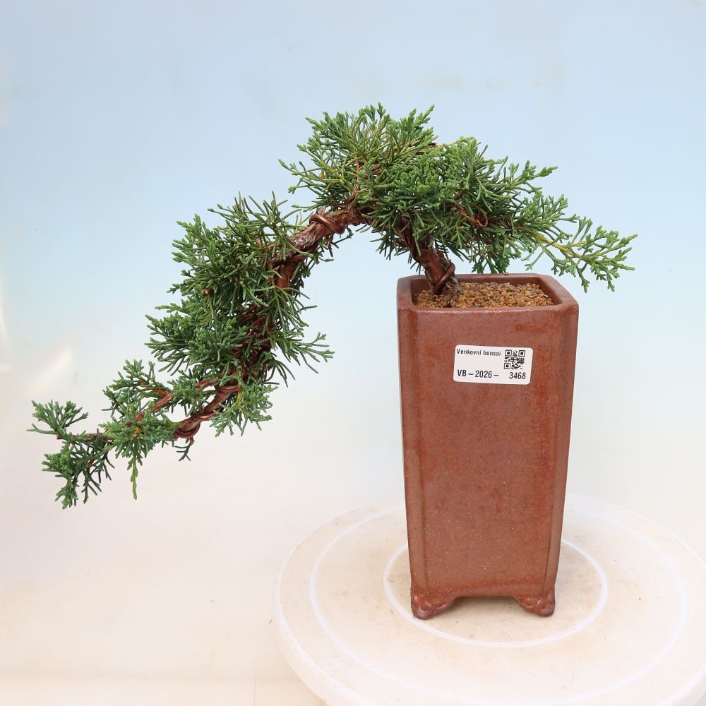 Bonsai voor buiten - Juniperus chinensis Kishu