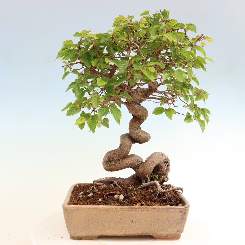Bonsai voor buiten -Carpinus Coreana - Koreaanse haagbeuk