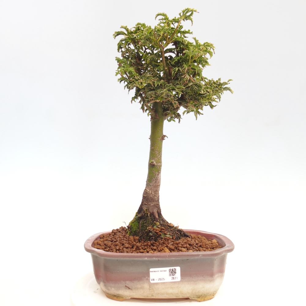 Bonsai voor buiten -Javor palm Acer palmatum Shishigashira