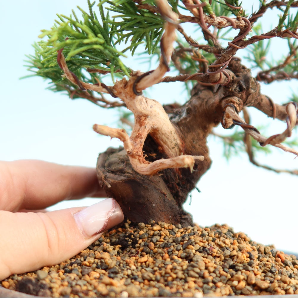 Bonsai voor buiten - Juniperus chinensis Itoigawa