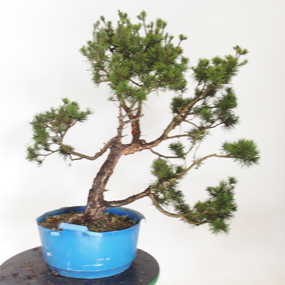Yamadori - Pinus sylvestris Spanje