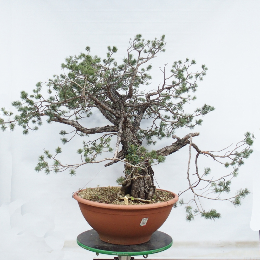 Yamadori - Pinus sylvestris Spanje