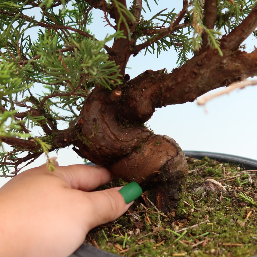 Bonsai voor buiten - Juniperus chinensis Itoigawa-Juniperus chinensis